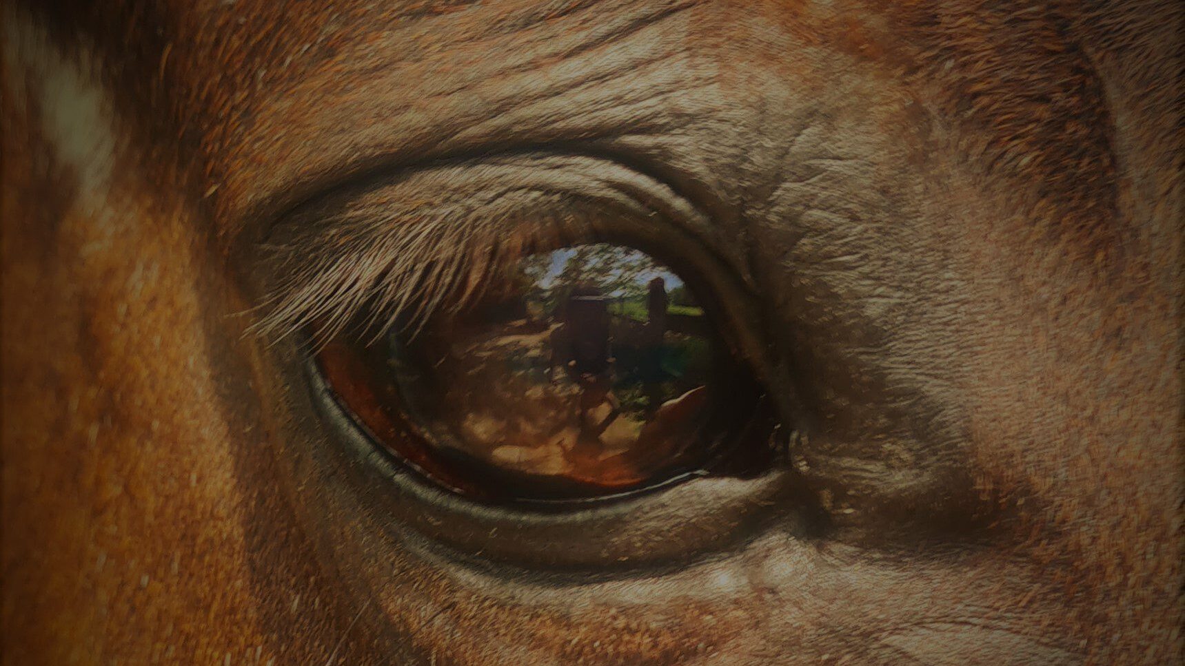 Pferde erkennen Gesichter